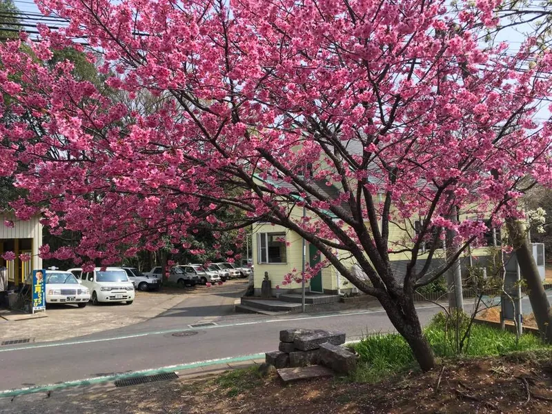 桜の蜜の写真 1