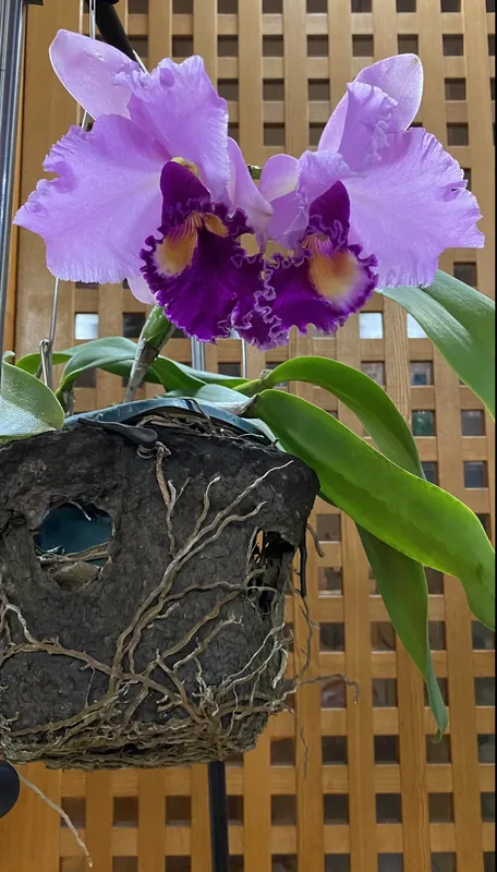 カトレアの花の写真 1