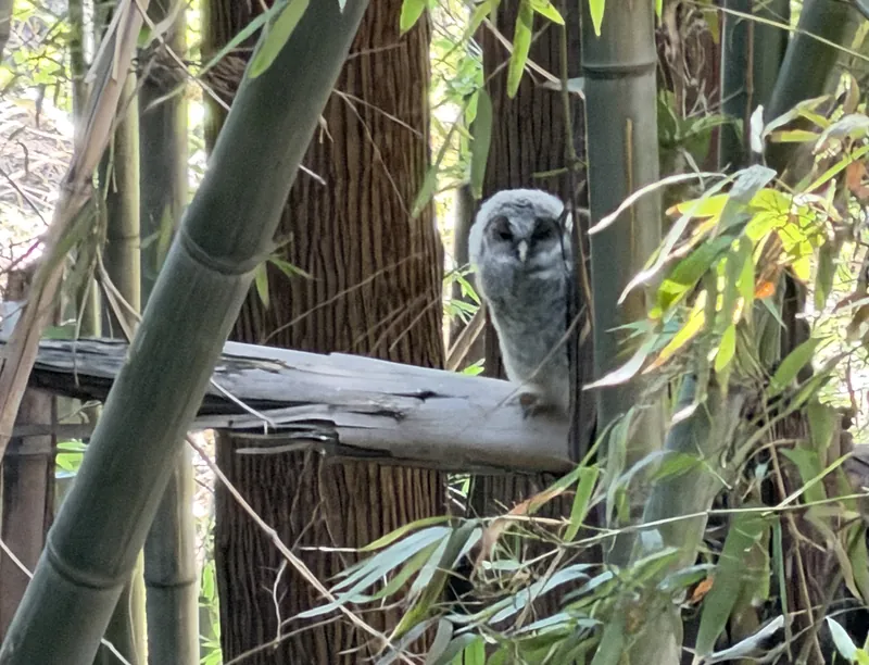 フクロウ日記　その⑫の写真 1
