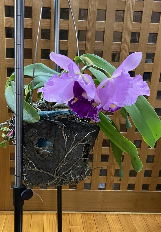 カトレアの花の写真 2