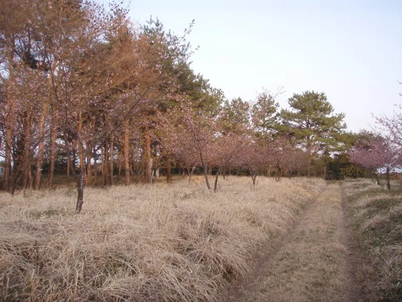 河津桜の画像をお届けします。の写真 4