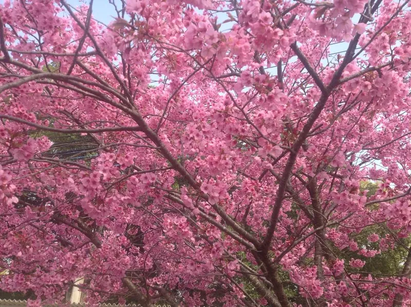 さくら、さくら、桜だいすきの写真 6