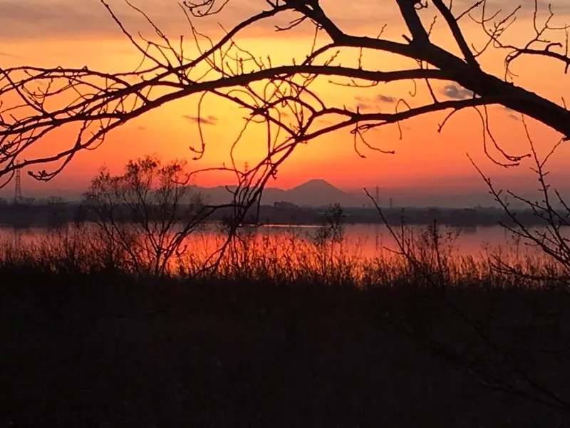 牛久沼の夕日の写真 1