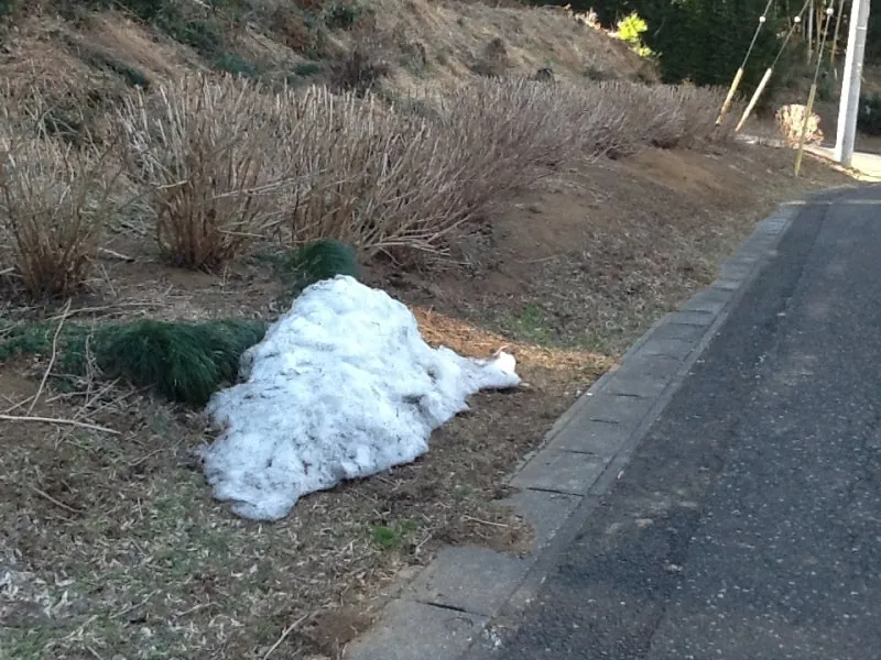 なごり雪の写真 1