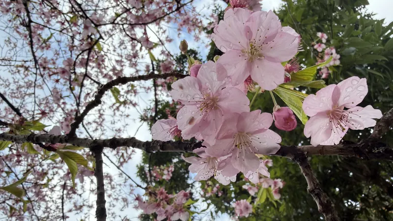 河津桜🌸が見ごろですの写真 2