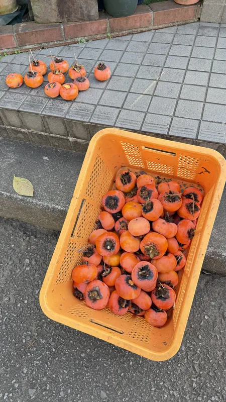 柿狩りの写真 3