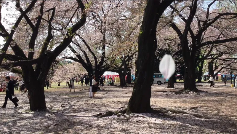桜の花びらには山の神が宿るの写真 1