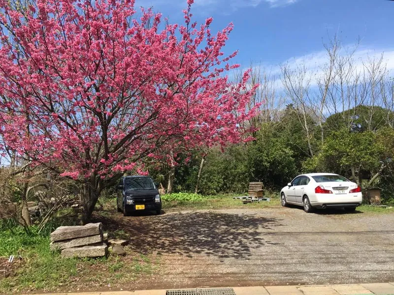 我が家の桜も見事ですの写真 1