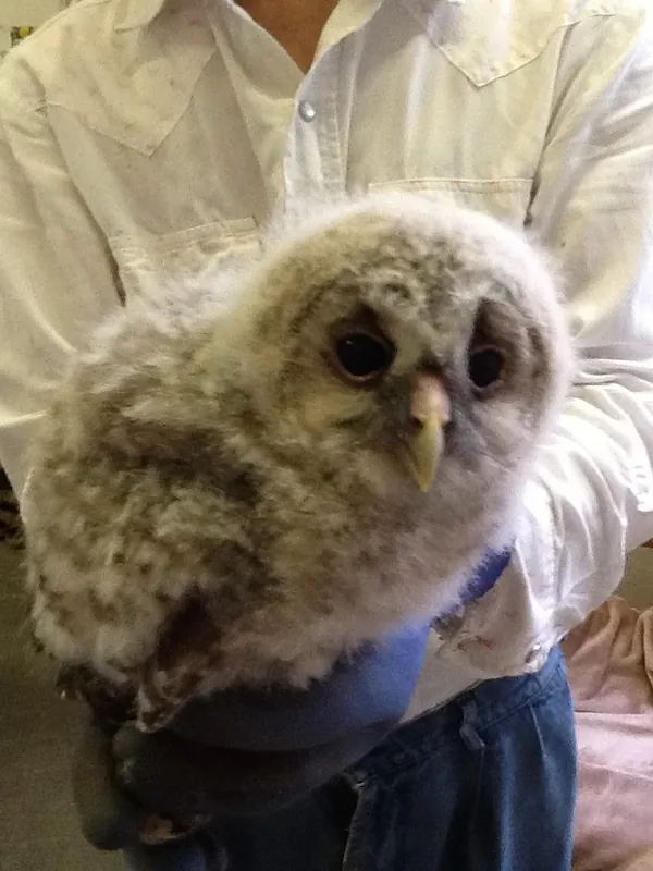 フクロウのひなの巣立ちの写真 6