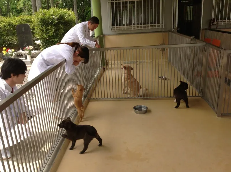 この人懐こい子犬も親切な人に譲渡されるのを待っている
