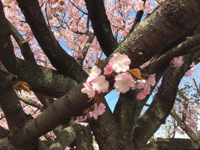 花ふぶきの写真 2