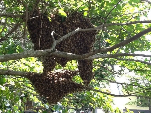 ミツバチの分蜂。(写真を追加しました)の写真 4