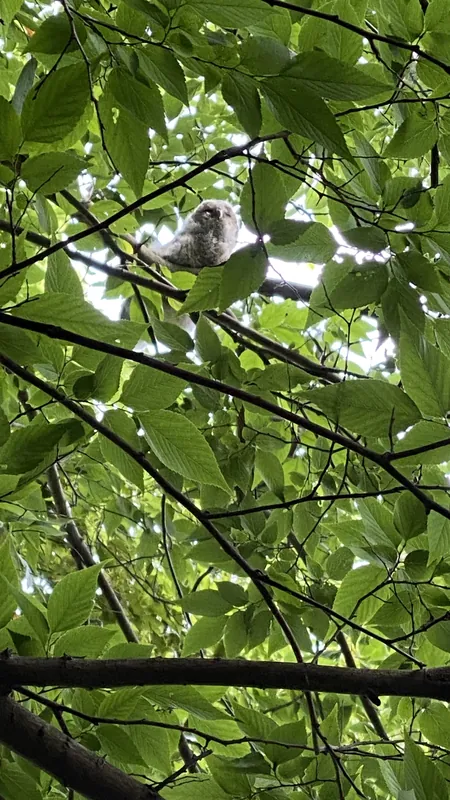 フクロウのヒナの写真 1