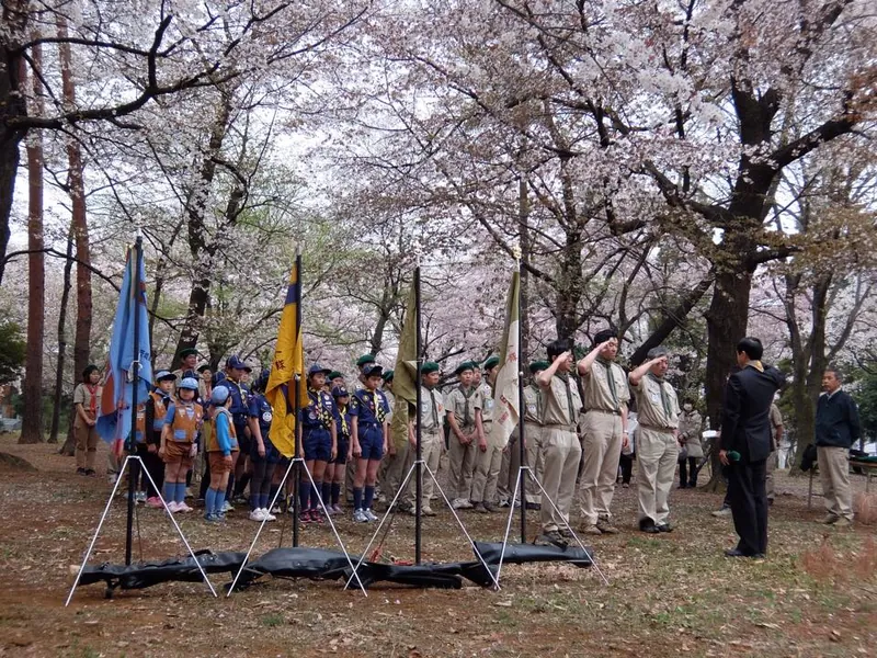 空いっぱいが桜の花の写真 1