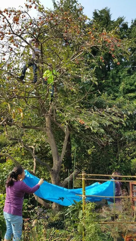 柿の木に登りましたの写真 1