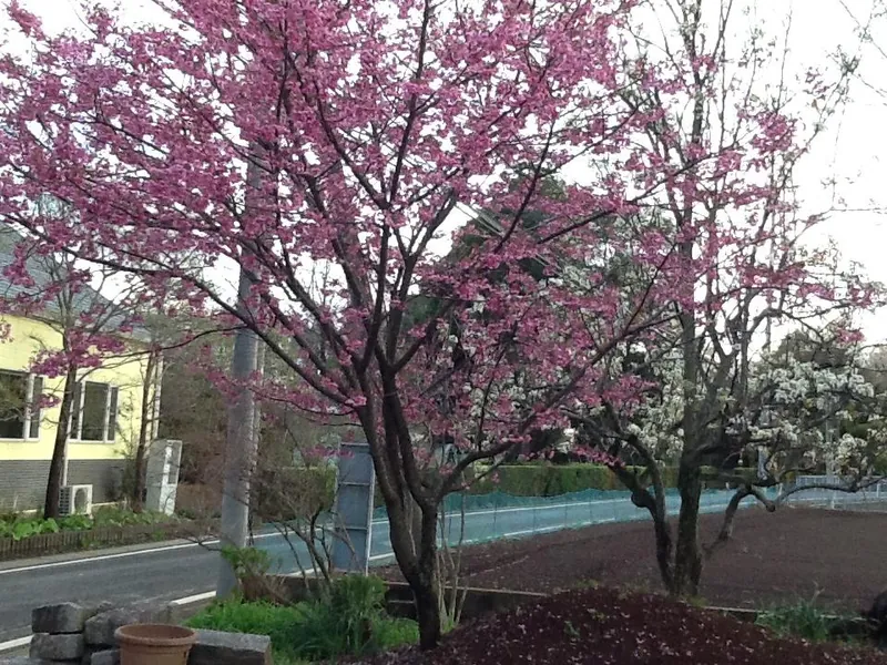 陽光桜の写真 1