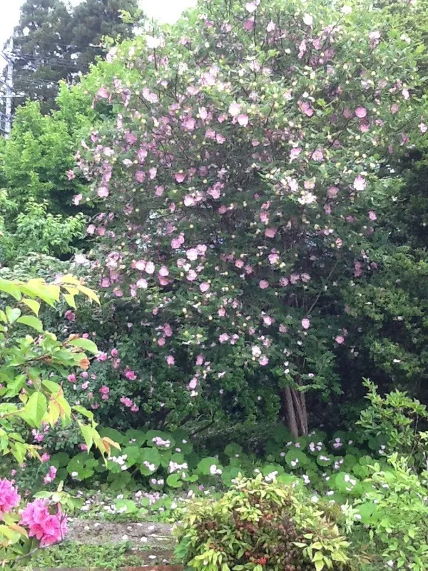 庭の花、あれこれ。の写真 7