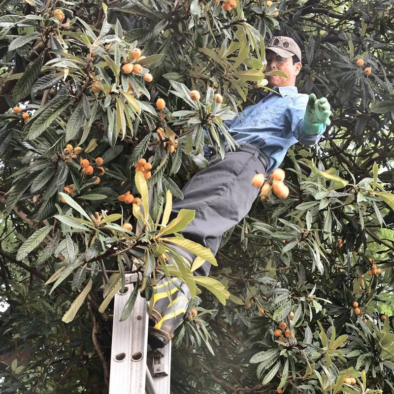 みつばちプロジェクトのメンバーと庭のビワを採りました。の写真 4
