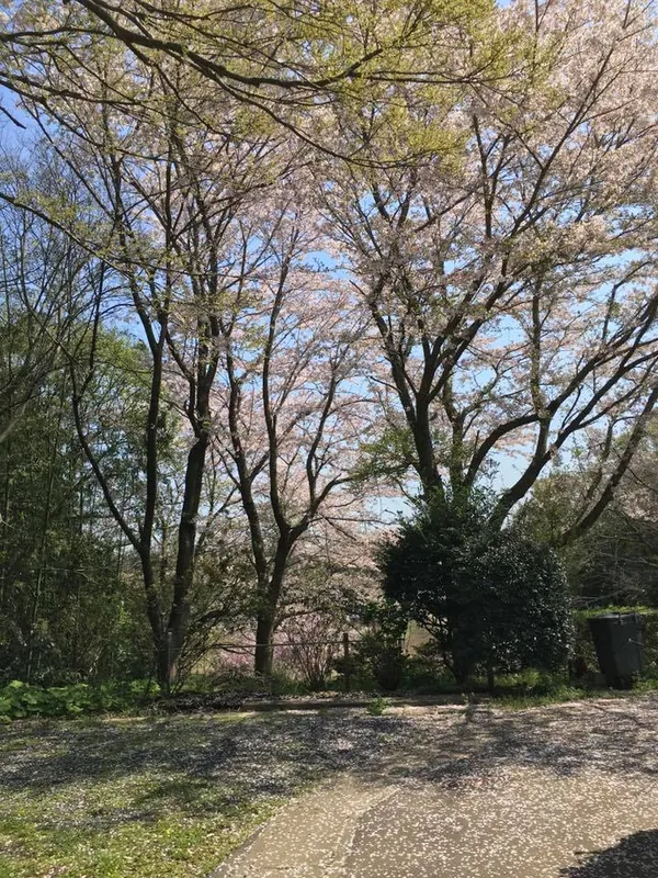 桜を十分楽しみましたの写真 2