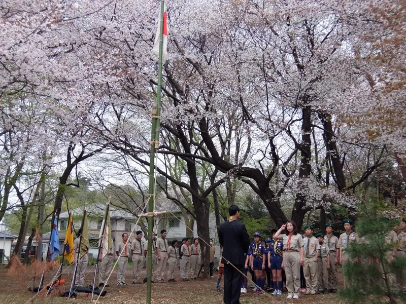 空いっぱいが桜の花の写真 3