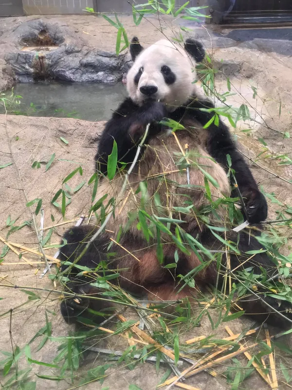ジャイアントパンダの写真 1