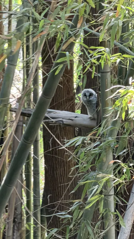 フクロウ日記　その⑫の写真 2