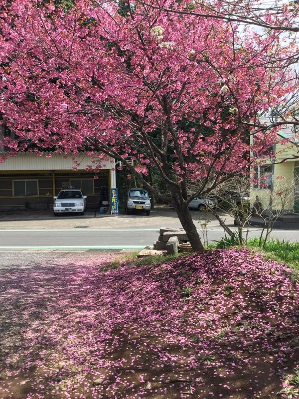 桜は「陽光」ですの写真 1