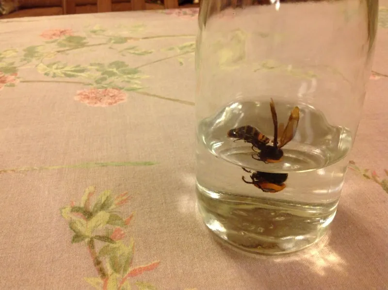 今年第一号の焼酎漬け