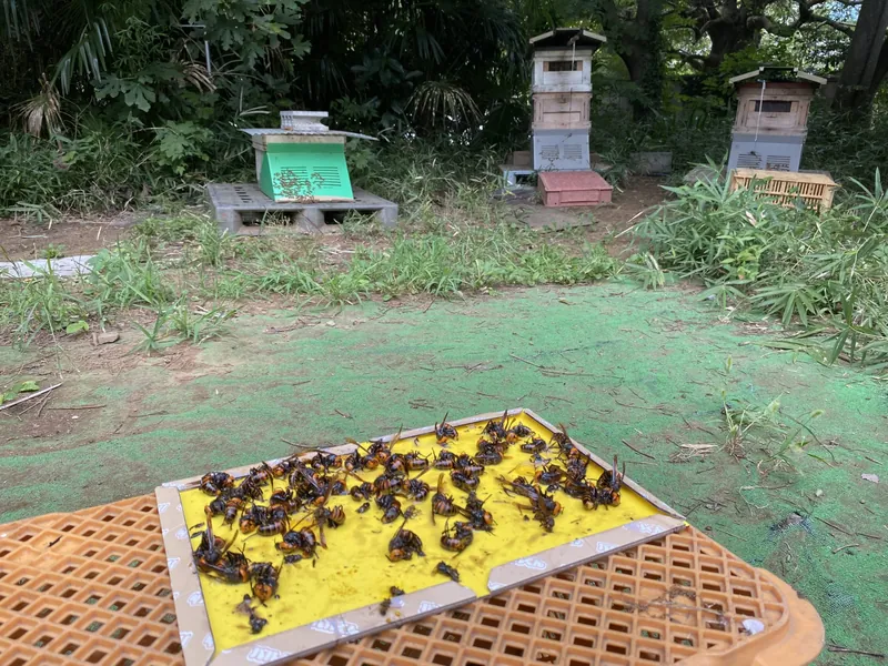 大スズメバチの襲来の写真 1
