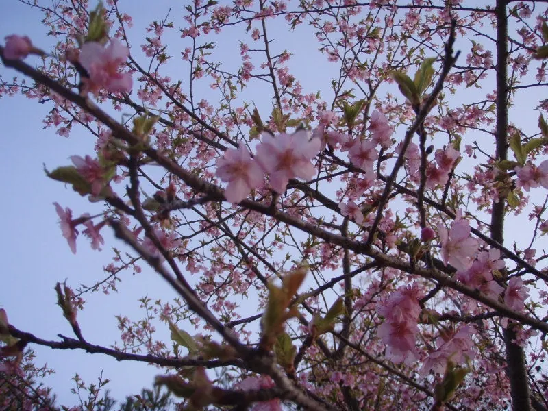 河津桜の画像をお届けします。の写真 3