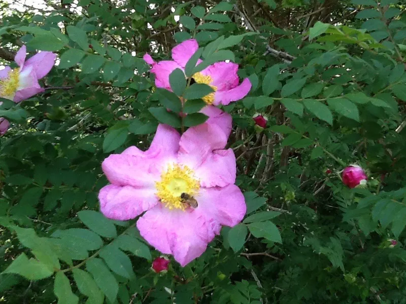 庭の花、あれこれ。の写真 6