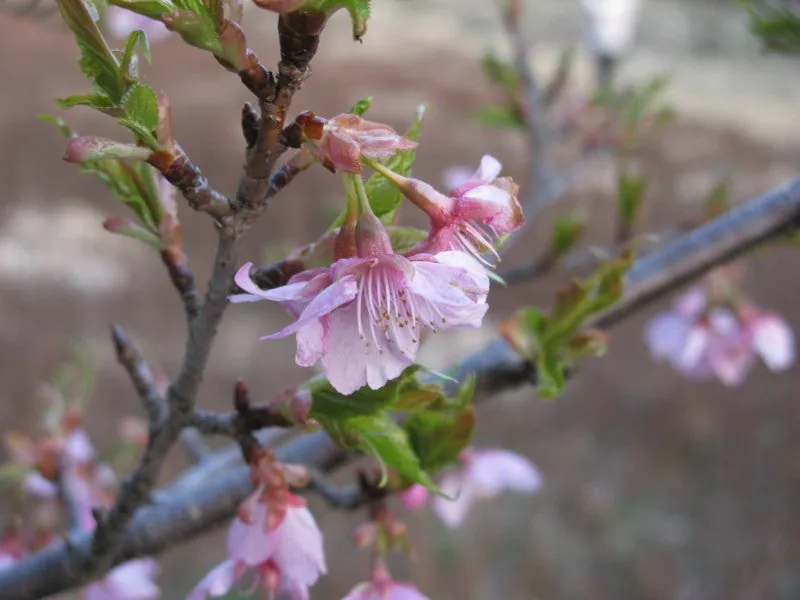 河津桜の画像をお届けします。の写真 6
