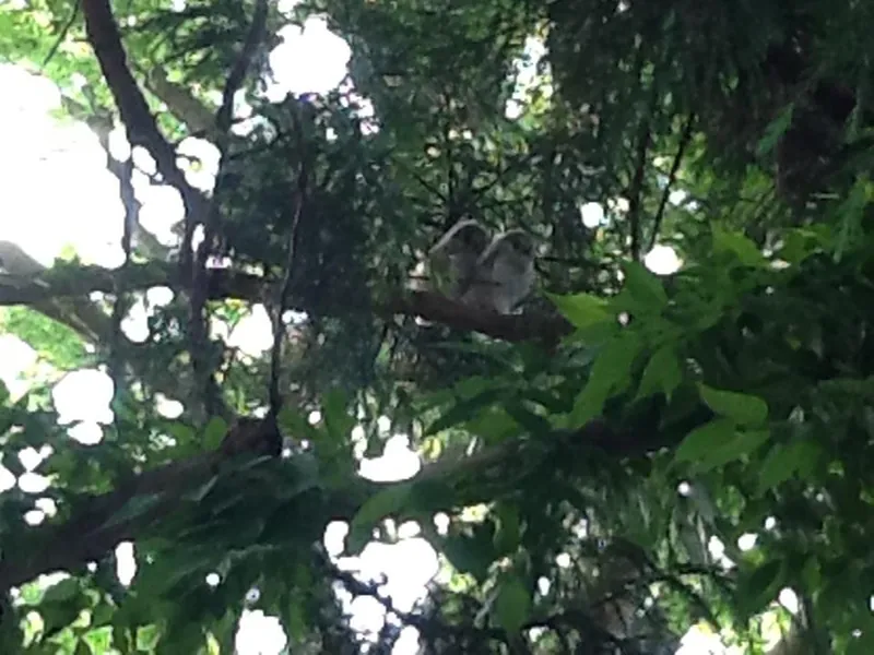 三羽目を保護。