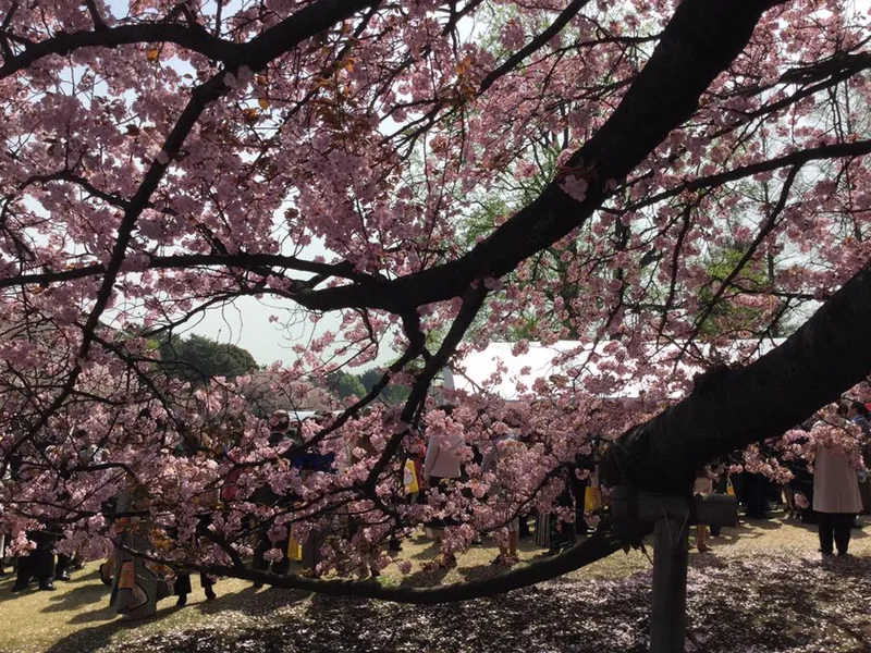 桜を見る会の写真 3