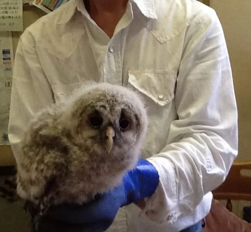 フクロウのひなの巣立ちの写真 10