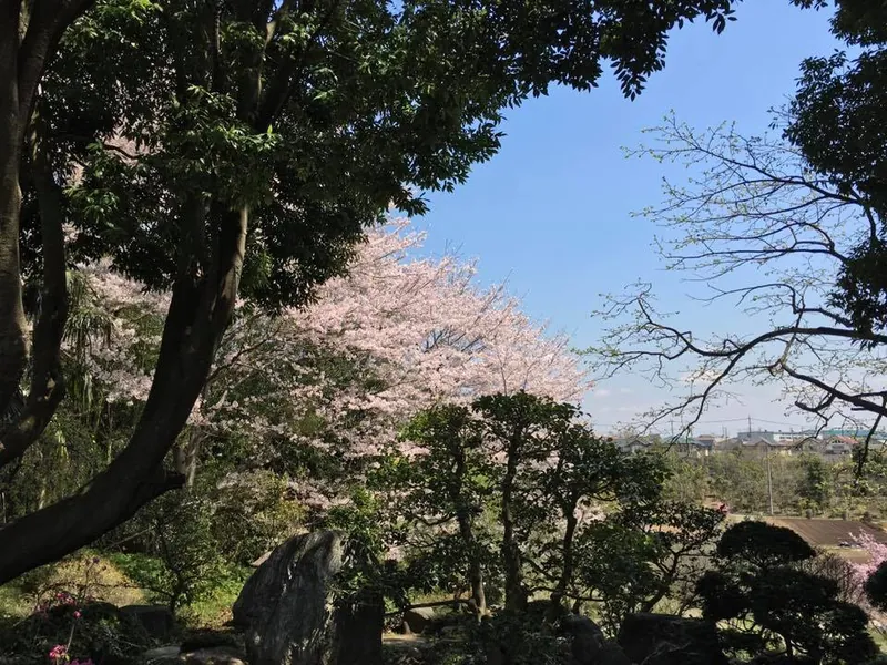 桜に心を奪われましたの写真 3