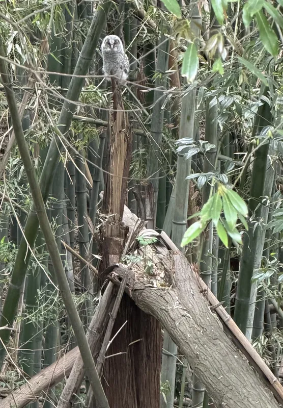 フクロウ日記 その⑬の写真 2