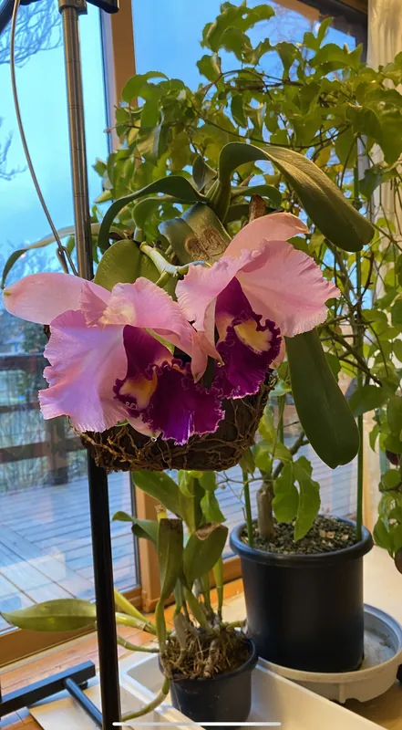 カトレアの花の写真 2