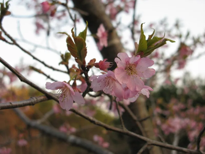 河津桜の画像をお届けします。の写真 7