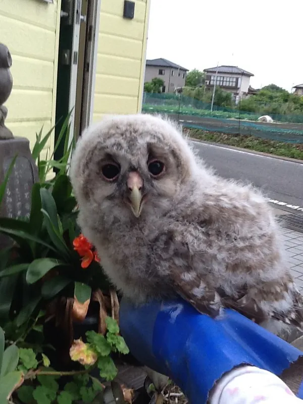 フクロウのひなの巣立ちの写真 7
