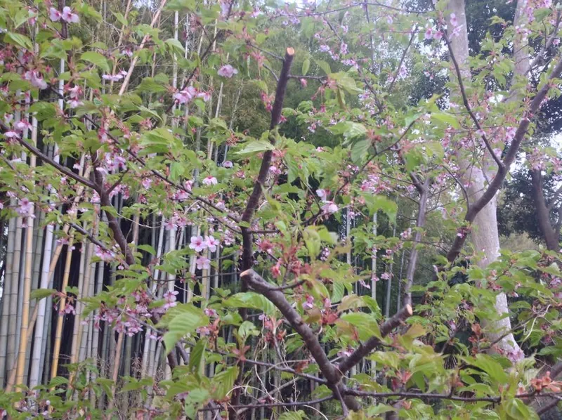 河津桜の変の写真 2