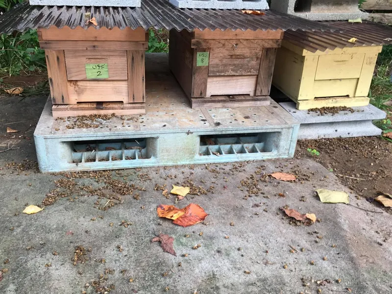 オオスズメバチ襲来の写真 2
