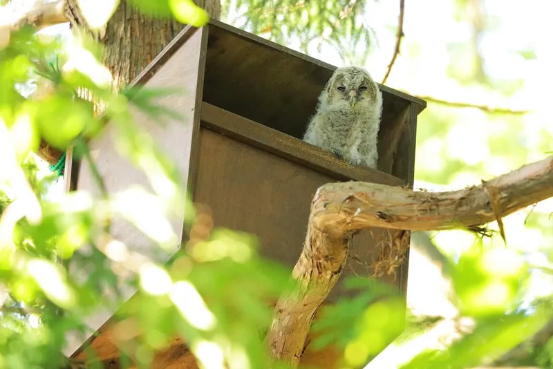 フクロウのひな　かわぃぃ～～の写真 1