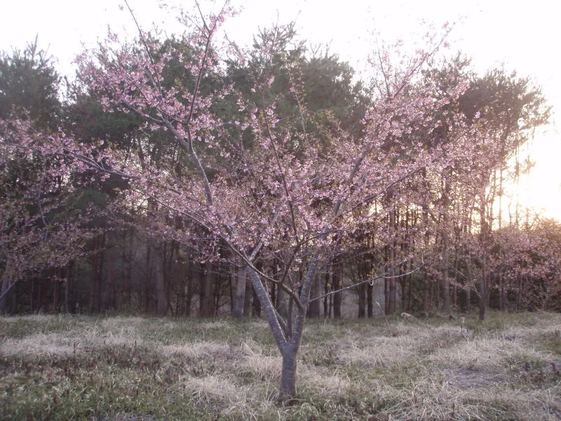 河津桜の画像をお届けします。の写真 2