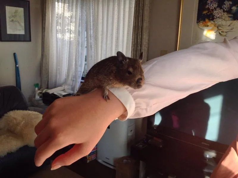 初めて見る動物「デグー」の写真 1