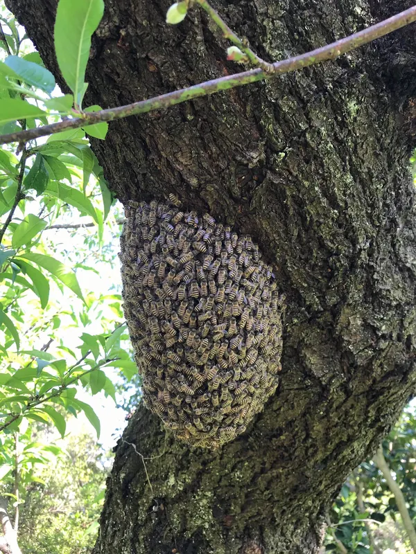 日本ミツバチの分蜂の写真 1