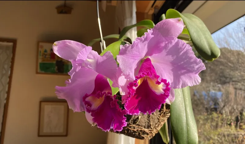 カトレアの花の写真 1