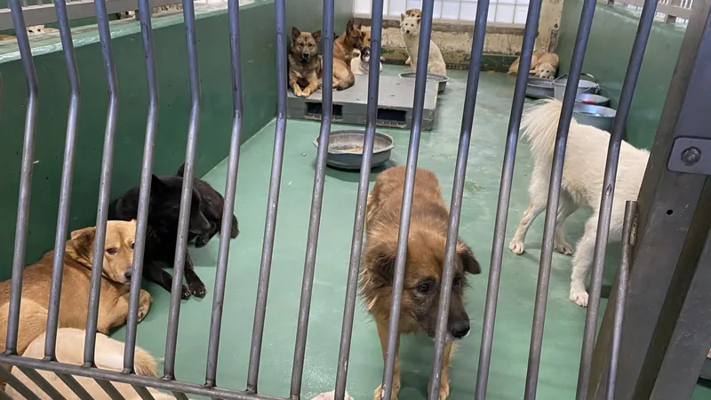 犬の殺処分の写真 1