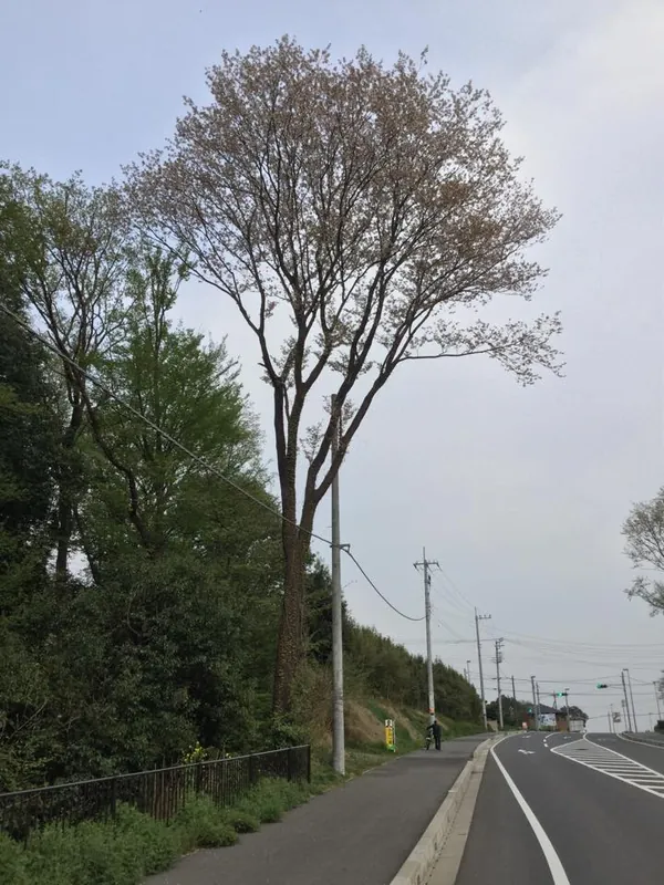 見事なヤマザクラの写真 1