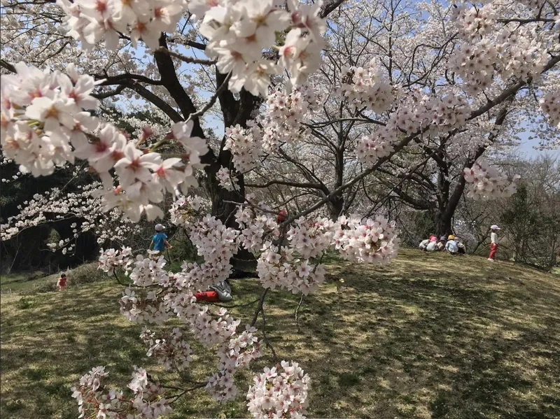 桜と山の神の写真 1